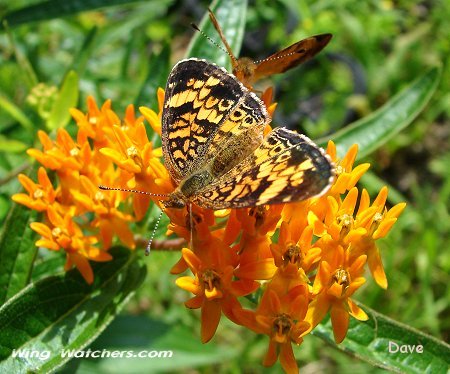 Pearl Crescent Butterflies by Dave Pelletier