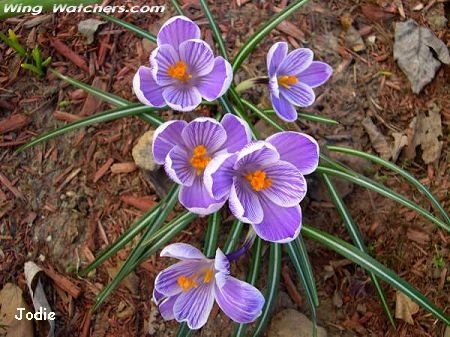 Crocus