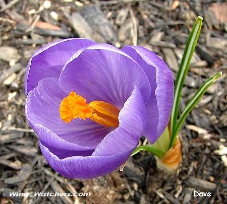 Crocus