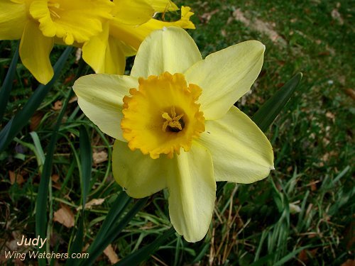 Daffodils