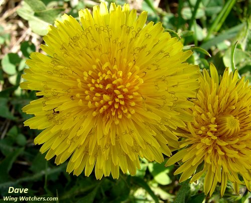 Dandelion flower