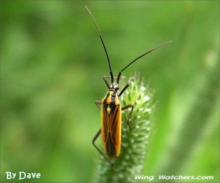 Plant Bug by Dave Pelletier