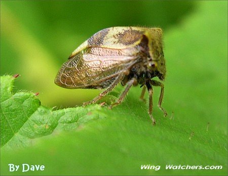 Menbracidae Treehopper species by Dave Pelletier