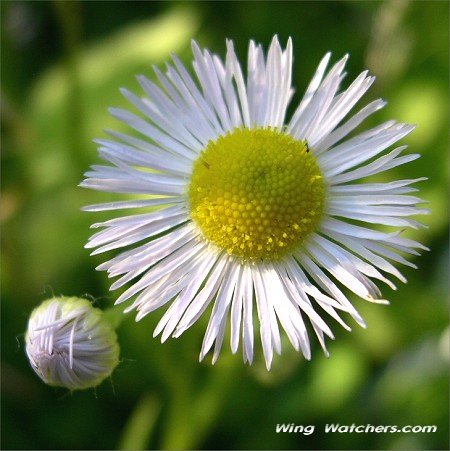 Daisy Fleabane