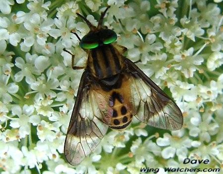 Deerfly/Chrysops geminatus (M) by Dave Pelletier