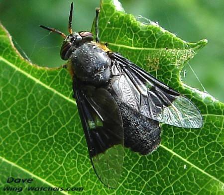 Deerfly/Chrysops cincticornis by Dave Pelletier