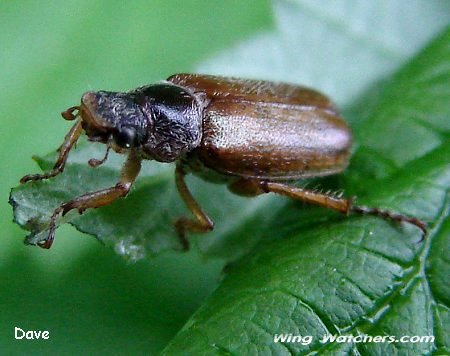 Dichelonyx Beetle, Scarab Family by Dave Pelletier