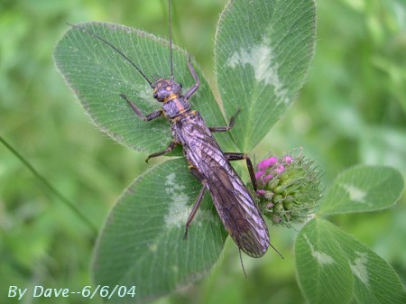 Stonefly by Dave Pelletier