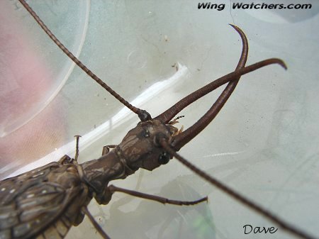 Dobsonfly male (closeup) by Dave Pelletier