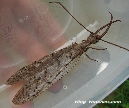 Dobsonfly by Dave Pelletier