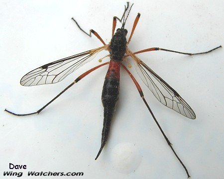 Cranefly, Ctenophora dorsalis (F) by Dave Pelletier