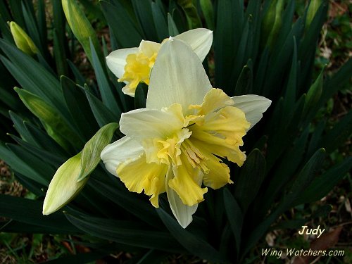 Double Daffodil by Judy