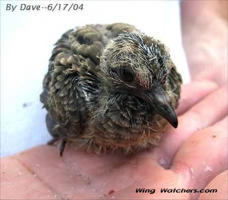 Mourning Dove chick by Dave Pelletier