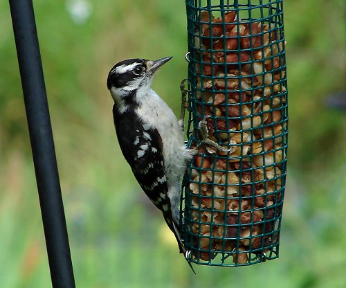 Downy Woodpecker (F) (M) by Dave Pelletier