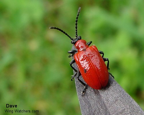 Red Lily Leaf Beetle by Dave Pelletier