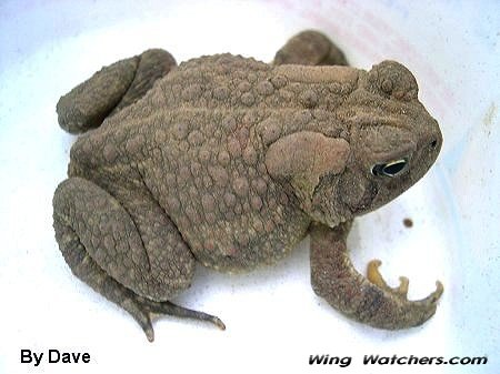 American Toad by Dave Pelletier