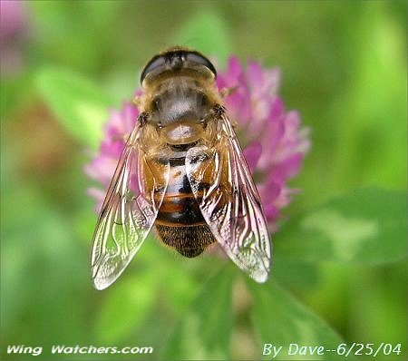 Drone Fly by Dave Pelletier