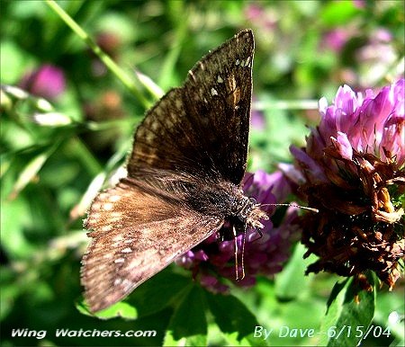 Wild Indigo Duskywing by Dave Pelletier