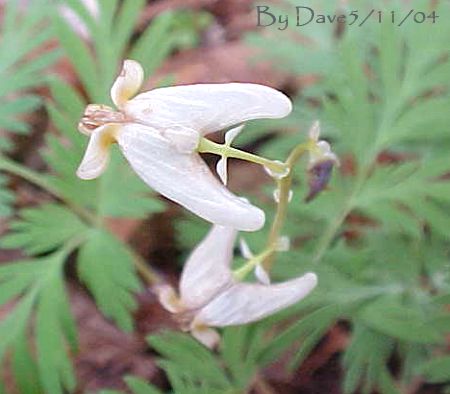 Dutchman's Breeches