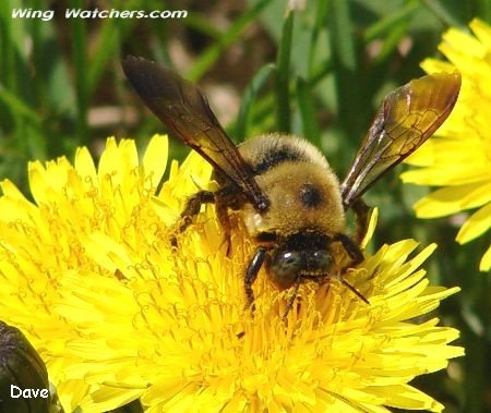 Eastern Carpenter Bee by Dave Pelletier