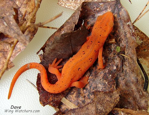 Red Eft Salamander by Dave Pelletier