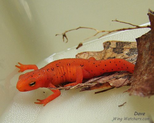 Red Eft Salamander by Dave Pelletier