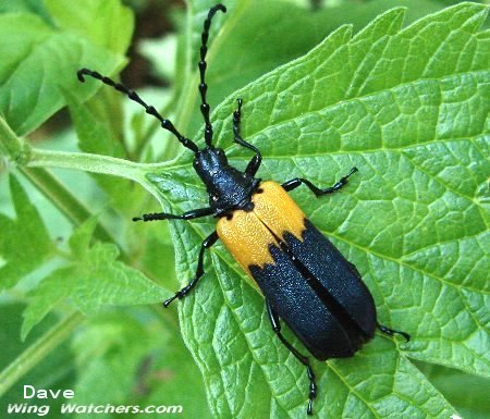 Elderberry-borer Beetle by Dave Pelletier