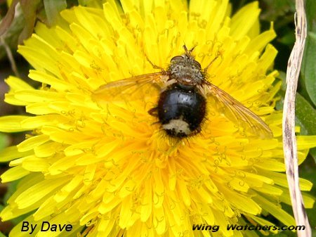 Epalpus Signifier a Tachinid Fly by Dave Pelletier