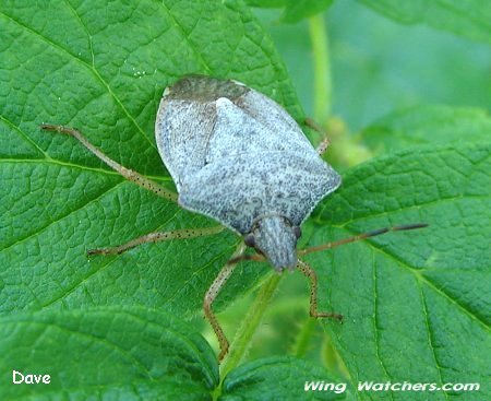 Euschustus Stinkbug by Dave Pelletier