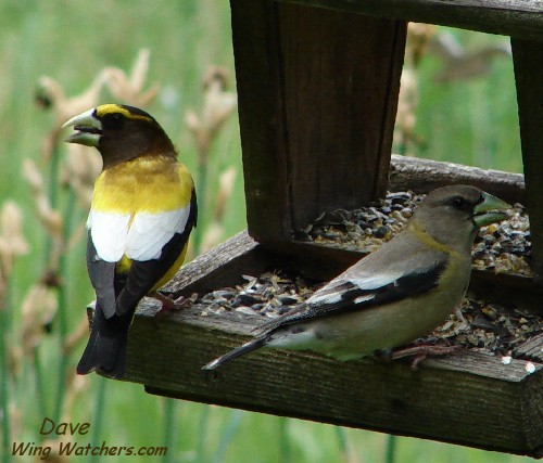 Evening Grosbeak (M & F) by Dave Pelletier