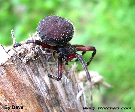 Orb Weaver species by Dave Pelletier