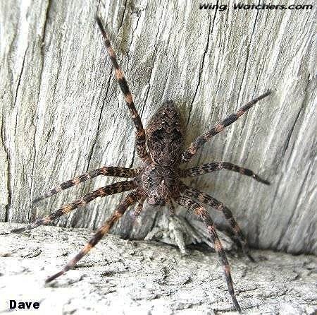 Fisher Spider by Dave Pelletier