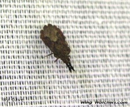 Flat Bug--Aradus genus by Dave Pelletier