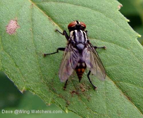 Fleshfly by Dave Pelletier