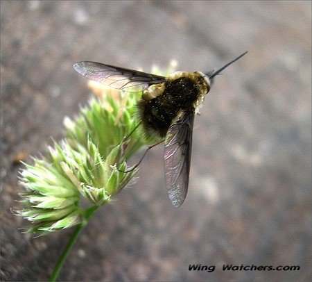 Bee Fly by Dave Pelletier