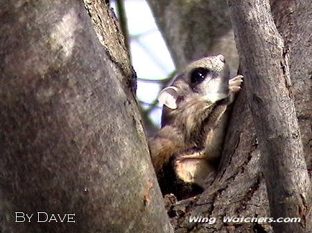 Flying Squirrel by Dave Pelletier