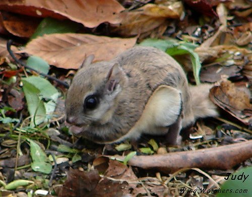 Flying Squirrel by Judy Pelletier