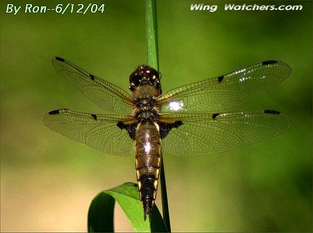 Four-spotted Skimmer by Ron Pelletier