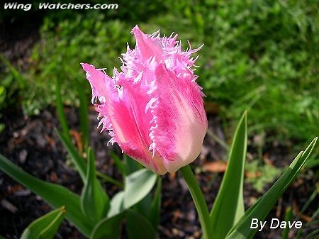 Fringed Tulip