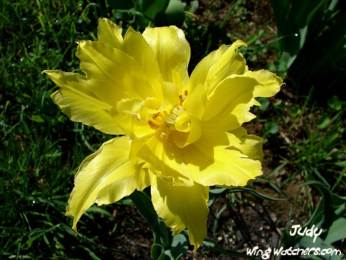 Fringed Daffodil by Judy Pelletier