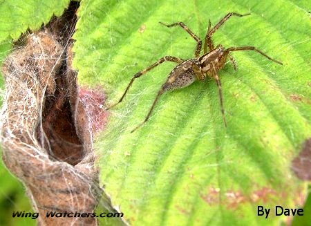 Funnel-web Grass Spider by Dave Pelletier