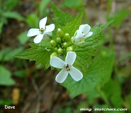 Garlic-mustard flower