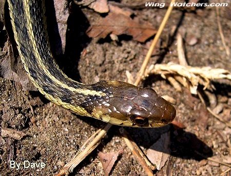 Common Garter Snake by Dave Pelletier