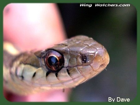 Common Garter Snake by Dave Pelletier