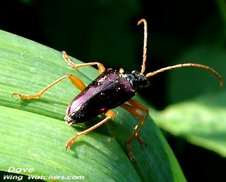 Flower Longhorn Beetle/Gaurotes cyanipennis by Dave Pelletier