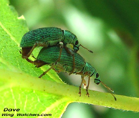 Green Immigrant Leaf Weevils by Dave Pelletier