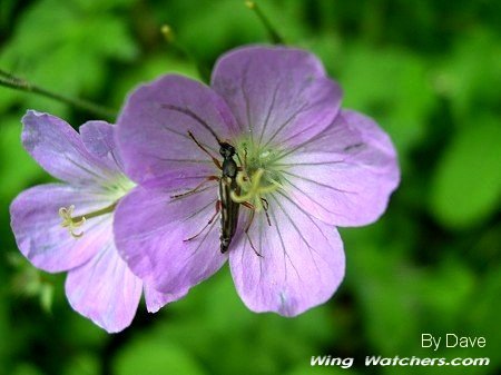 Wild Geranium flowers