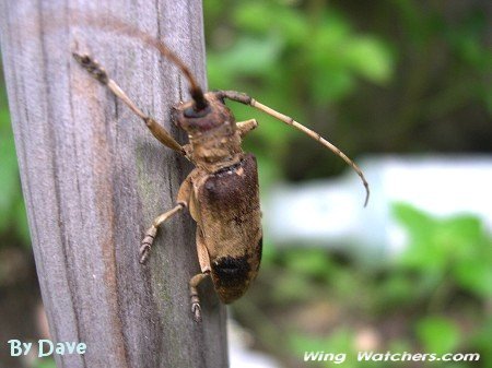 Living Hickory Borer Beetle by Dave Pelletier