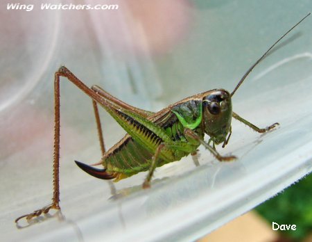 Grasshopper species by Dave Pelletier