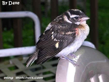 Rose-breasted Grosbeak (fledgling) by Dave Pelletier